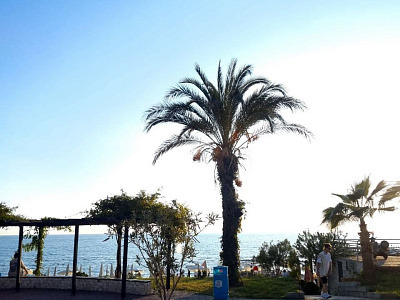 Картинка - 3