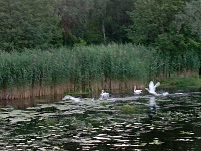 Картинка - 2